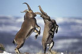 Image result for ibex