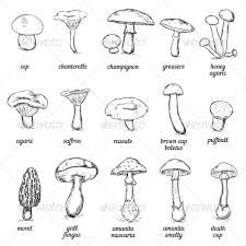Sketches Of Mushrooms Mushroom Art Mushroom Drawing Plant Sketches