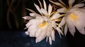 But once a year it comes alive, blossoming with magic. Orchid Cactus The Cinderella Flower Worth A Wait Cgtn