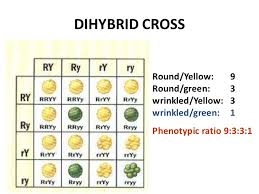 In a dihybrid cross the inheritance of one trait alters the effect of other trait. Mic150 Chap 1 Mendelian Genetics