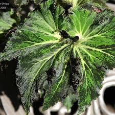 Image result for Begonia princeae