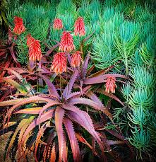 Image result for Aloe cameronii