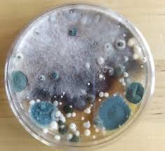 Armadio, non vedo altre soluzioni. Muffa Dietro All Armadio Come Eliminare L Ospite Indesiderato