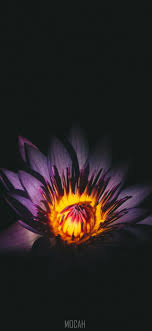 Flowers background flower flower garden flower wallpaper nature hd background beautiful flowers garden flower bouquet roses beautiful nature background pink background wedding background abstract landscape beach white background floral background bouquet texture sky spring flowers background blossom flower field rose love background blur. 270775 A Close Up Of A Dark Purple Flower With A Yellow Center Against A Black Background Dark Purple Flower Oppo A7x Full Hd Wallpaper 1080x2340 Mocah Hd Wallpapers
