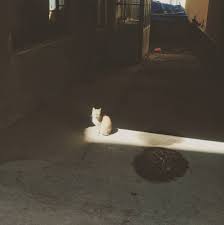 New The 10 All Time Best Home Decor In The World Kedi Cat Pisi Gunes Golge Hayvan Sokakhayvanlari Vsco Vsco Photography Photographer Van
