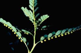 Image result for Phyllanthus bequaertii
