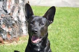 Maybe you would like to learn more about one of these? Dog For Adoption Fargo A German Shepherd Dog Black Labrador Retriever Mix In Irvine Ca Petfinder