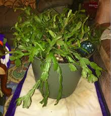The christmas cactus prefers bright, indirect light and temperatures between 60 and 70 degrees for most of the year. Christmas Cactus Soft Leaves