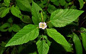 Image result for Melochia corchorifolia