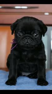 Pug Mops Pugpuppy Puglover Pugpicture Pug Puppies Black Pug Puppies Baby Pugs