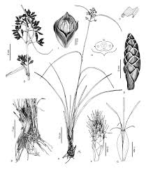 Image result for Hypolytrum