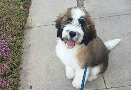 Split his food into at least two meals each day, and monitor his weight and food intake, because he does have a tendency to become overweight. The Pros And Cons Of A True Saint Berdoodle
