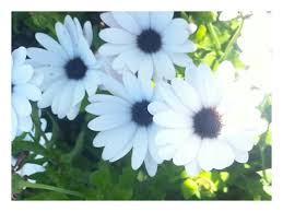 We did not find results for: Italian White Sunflower Steemit