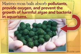 Marimo Moss Balls Are Small Balls Of Green Algae That Have The Velvety Texture Of Moss They Are A Very Popular Choice As A Marimo Moss Ball Marimo Moss Marimo