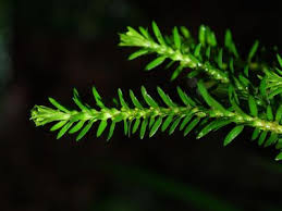 Image result for Huperzia afromontana