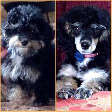 Canadian breeder of quality teacup poodles, tiny toy poodles, toy poodles, miniature poodles. Parti Poodle Puppies Ontario Bmo Show