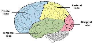 The Cerebrum Is The Largest Part Of The Brain Located Superiorly And Anteriorly In Relation To Cerebral Cortex Deep Brain Stimulation Cerebral Cortex Function