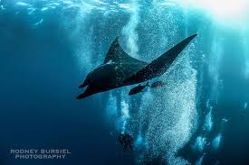 The manta was launched last year at the tour de france after the met sponsored team mtn met claims the manta saves 10 watts at 50km/h compared to its rivals and although that is hard to test in. 3 Tips To Capture Manta Ray Action Underwater Photography Guide