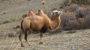 Also, the characteristic of the animal's personality. Bactrian Camel Stock Video Footage 4k And Hd Video Clips Shutterstock