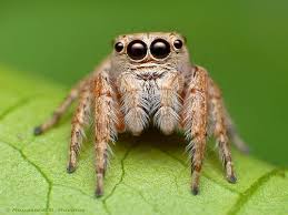 They use the venom they inject into prey to help there are studies to show that spiders eating nectar are healthier and tend to live longer. 28 Jumping Spiders Ideas Jumping Spider Spider Arachnids
