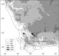 Image result for Corbichonia rubriviolacea