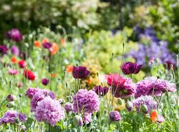 Not all flowers smell good, some flowers don't have a smell at all, they are just for decoration. Scents And Sensibility Time To Wake Up And Actually Smell The Roses The Independent The Independent