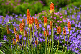 Image result for Kniphofia