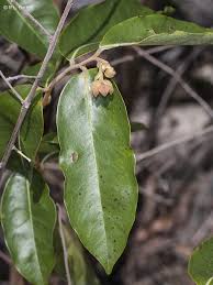 Image result for Uvaria afra