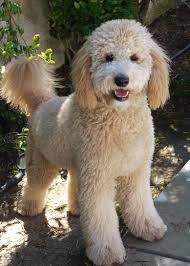 The f1b mini goldendoodle is produced by breeding an f1 goldendoodle (which is half 50% golden retriever and half 50% standard poodle) with a mini poodle. California Goldendoodles Of River Doodles