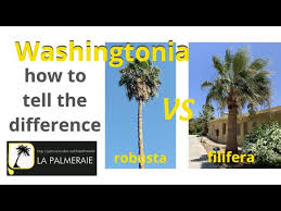 Image result for Washingtonia robusta