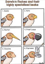 Pin On Birds Aren T Real Theory Memes