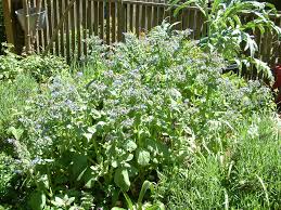 Image result for Borago officinalis