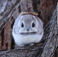 Siberian Flying Squirrel Cute Animals Cute Little Animals Cute Funny Animals