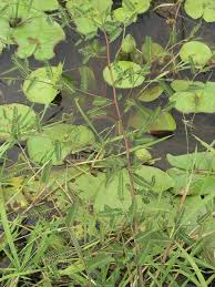 Image result for Aeschynomene sensitiva