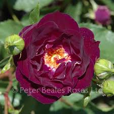 Osta tai myy uusia ja käytettyjä kohteita facebookin marketplacessa paikallisesti tai yrityksiltä. Midnight Blue Shrub Rose Peter Beales Roses The World Leaders In Shrub Climbing Rambling And Standard Classic Roses