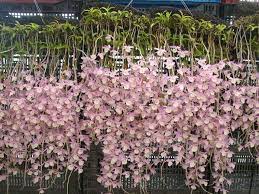 Dendrobium Bullelianum A Species Photo From Private Orchid Nursery And Laboratory Located Somewhere In Antipolo Beautiful Orchids Orchids Dendrobium Orchids