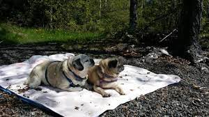 Facing The End With Your Senior Dog Dog Quality