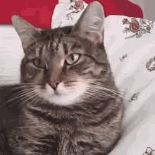 This is an original montage i created to celebrate the. Cat Flower Gifs Tenor