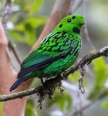 Small Birds With White Heads Whitehead S Broadbill Calyptomena Whiteheadi Borneo Bird Watching Birds Green Bird