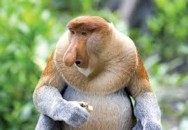 We did not find results for: 6 Monyet Dengan Wajah Paling Pelik Dan Menakutkan Di Dunia Iluminasi