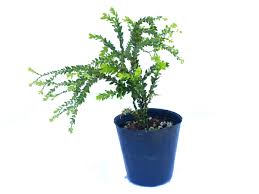 Image result for Huperzia phlegmaria