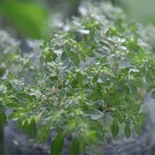 Image result for Pilea microphylla