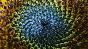 I decided to pick the below pictured bigs vlasic dill pickle seeds. Sunflower Seeds And Oil Food Source Information