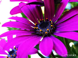 Flowers) fiore scarica le foto per il tuo desktop pagina: Immagini Di Fiori Bellissimi Da Scaricare Gratis Raccolta Di Immagini