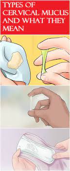 Types Of Cervical Mucus And What They Mean Cervical Mucus Mucus Cervical