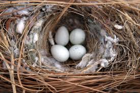 what do house sparrows nests eggs look like terminix