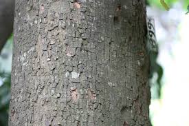 Image result for Aphanamixis