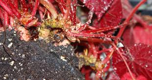 Image result for Begonia pulcherrima