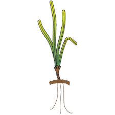 Image result for Thalassia hemprichii