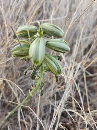 Image result for Albuca abyssinica